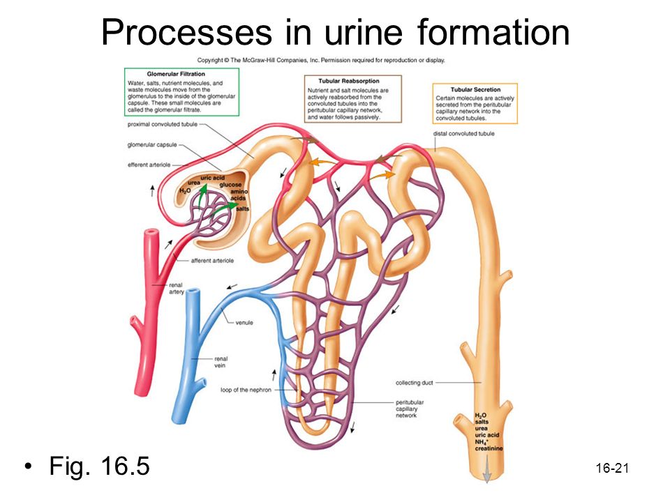 stages of urine formation stages of urine formation