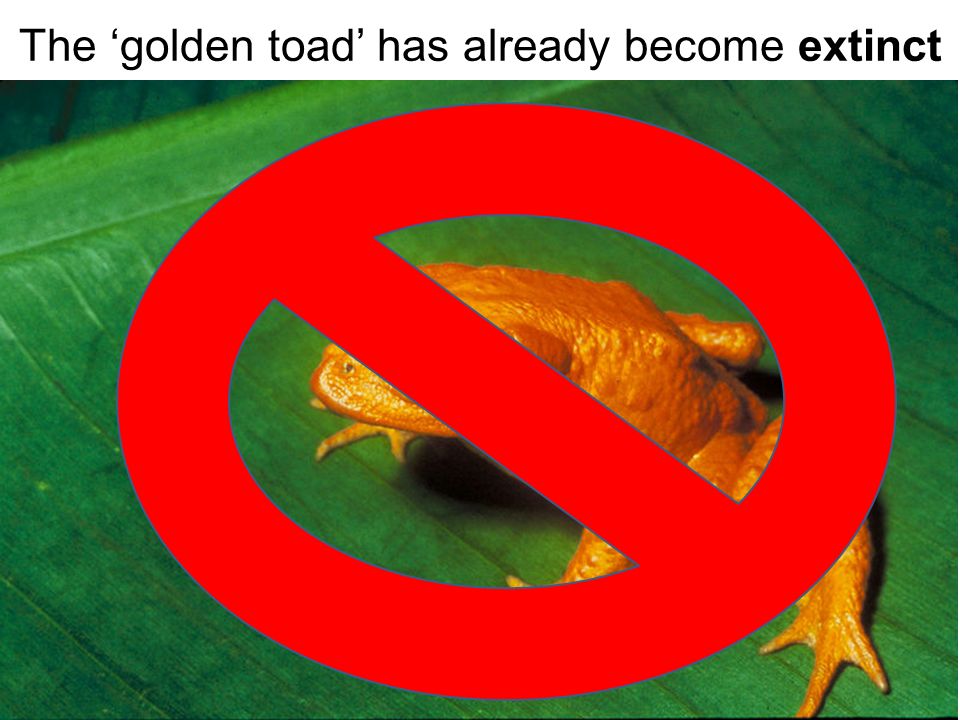 The golden toad has already become extinct