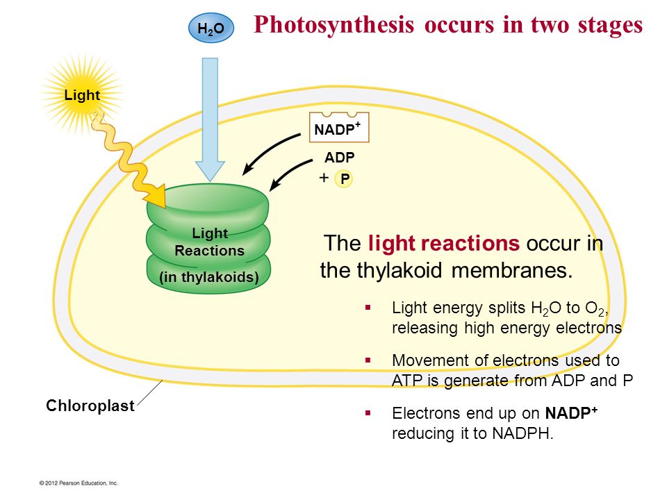 the two stages of photosynthesis the two stages of photosynthesis