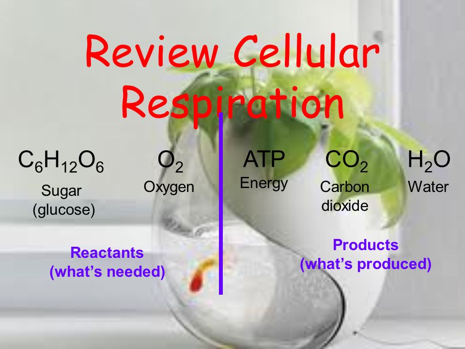 Cellular Respiration Essay
