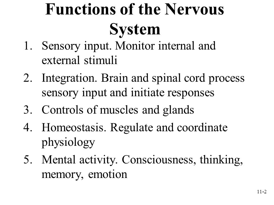 nervous system powerpoint