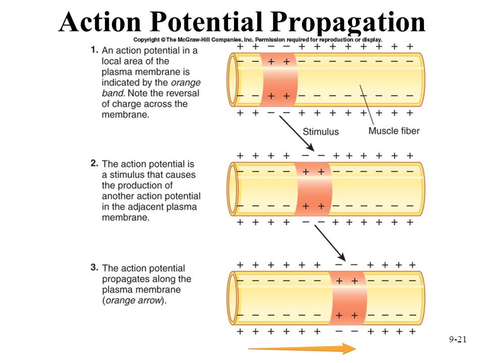 does the depolarization needed to generate a second action potential increase as the interval betwee Foreword most governmental organizations have recently recognized cosmology as one of the most promising fields of research for the. does the depolarization needed to generate a second action potential increase as the interval betwee Foreword most governmental organizations have recently recognized cosmology as one of the most promising fields of research for the.