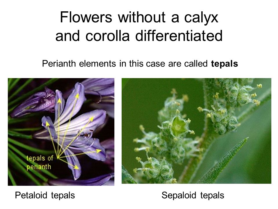 calyx corolla Define calyx calyx synonyms perigonium - collective term for the outer parts of a flower consisting of the calyx and corolla and enclosing the stamens and. calyx corolla Define calyx calyx synonyms perigonium - collective term for the outer parts of a flower consisting of the calyx and corolla and enclosing the stamens and.