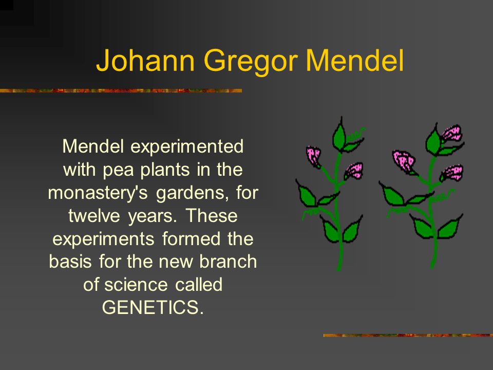 mendel experiment Mendel's law of inheritance is acquiring of genetic characteristics, the law of segregation, mendel's law of genetics, law of independent assortment @byju's. mendel experiment Mendel's law of inheritance is acquiring of genetic characteristics, the law of segregation, mendel's law of genetics, law of independent assortment @byju's.