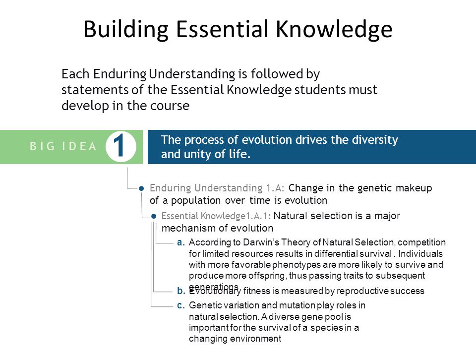 Building Essential Knowledge Each Enduring Understanding is followed by statements of the Essential Knowledge students must develop in the course E X A M P L E The process of evolution drives the diversity and unity of life.