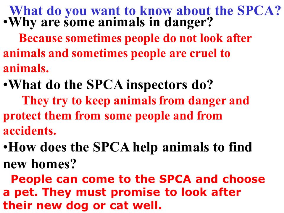 The SPCA has special clinics for sick animals. A vet takes care of sick animals.