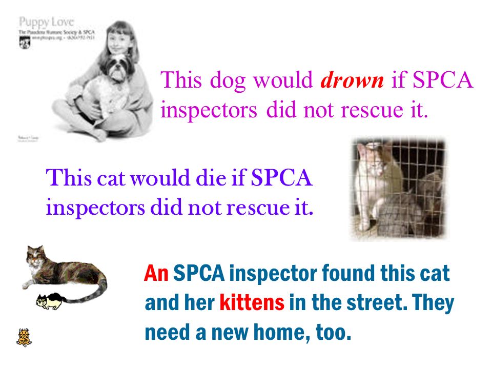 SPCA inspectors rescue hundreds of animals in danger every year.