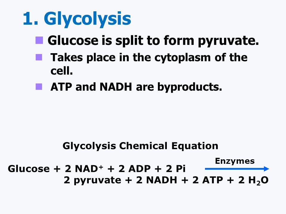 Equation For Glycolysis Talkchannels The Overall Simplified Chemical Equation For Cellular Respiration