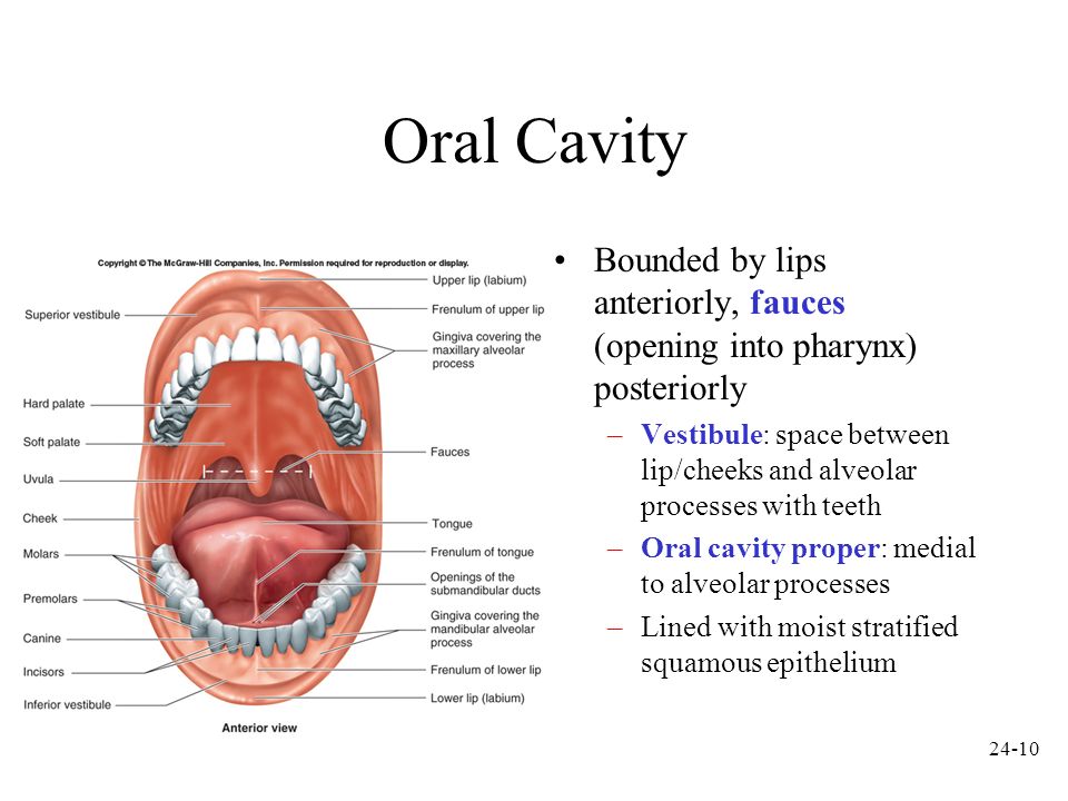 Anatomy+of+Oral+Cavity+PDF ... cheeks and alveolar processes with teeth –Oral cavity proper: medial