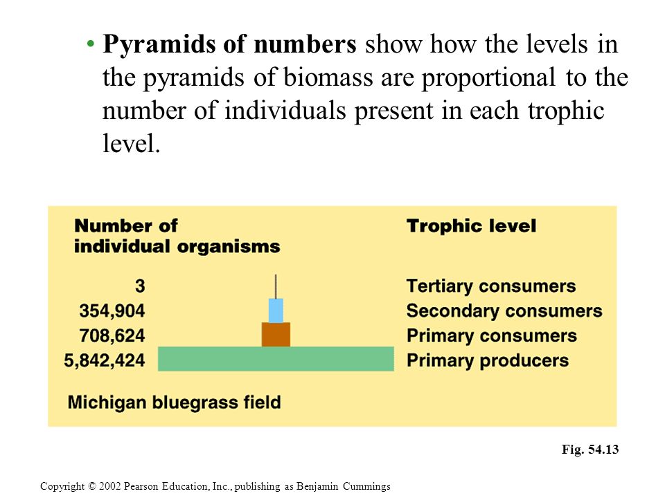 nurse prescribing pyramid ad essay nurse prescribing pyramid ad essay