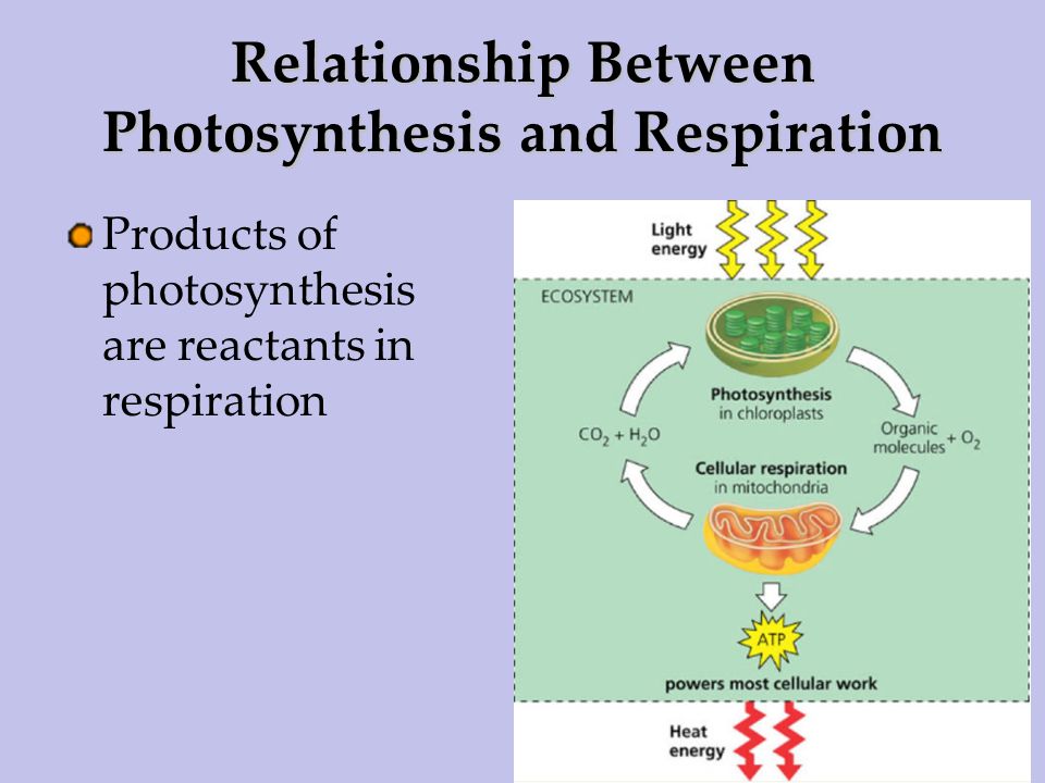 what are the products of photsynthesis what are the products of photsynthesis