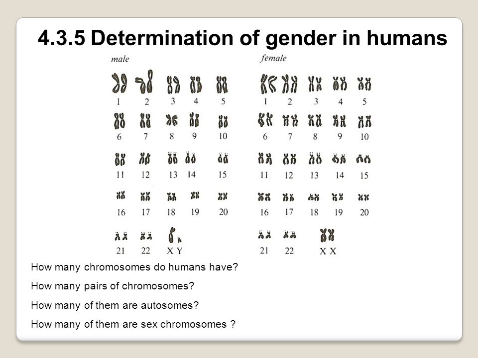 How many sex chromosomes should a human gamete contain