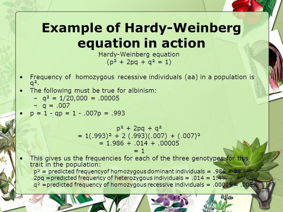 Hardy Weinberg Equation Examples Talkchannels Example Of Hardy Weinberg Equation In Action Discontinuous Related Keywords Long