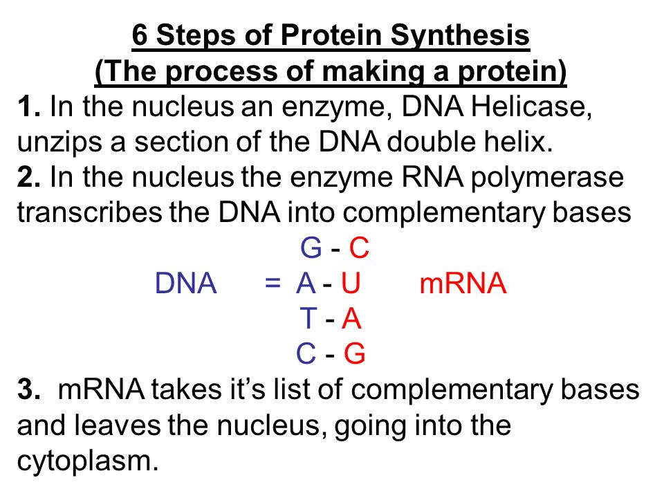 steps of protein synthesis steps of protein synthesis