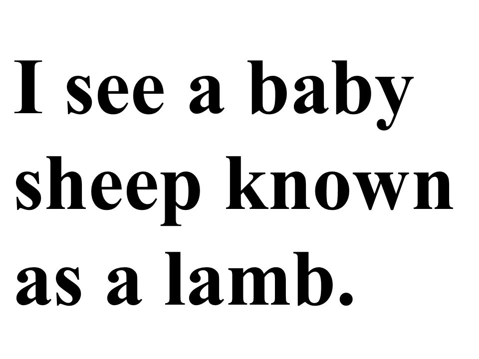 I see a baby sheep known as a lamb.
