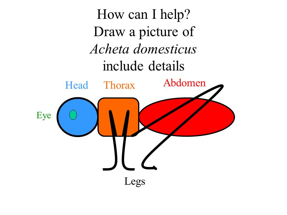 How can I help Draw a picture of Acheta domesticus include details HeadThorax Abdomen Legs Eye