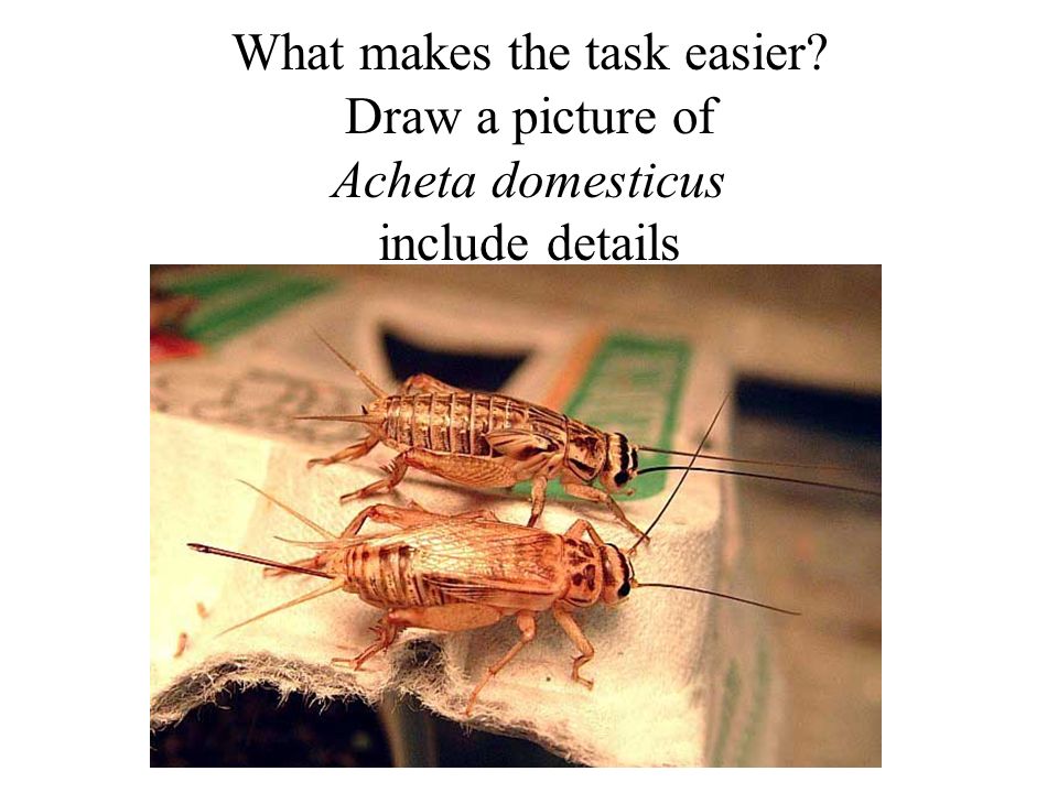 What makes the task easier Draw a picture of Acheta domesticus include details