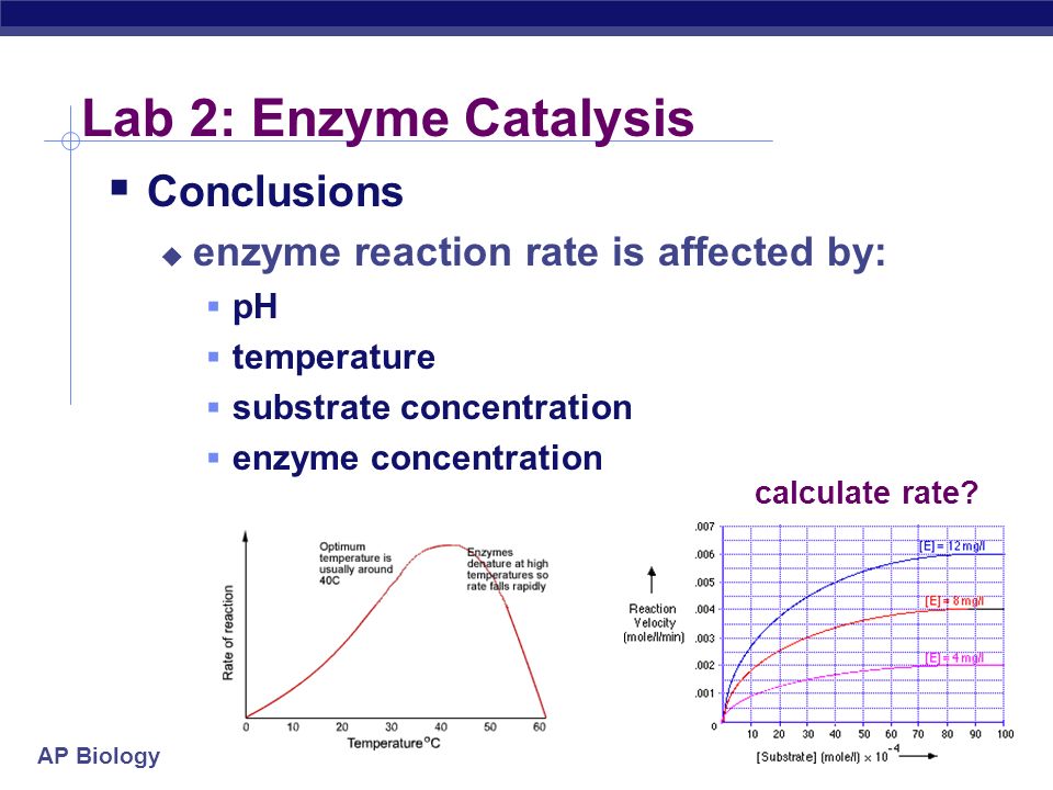 rate of reaction using enzymes essay rate of reaction using enzymes essay