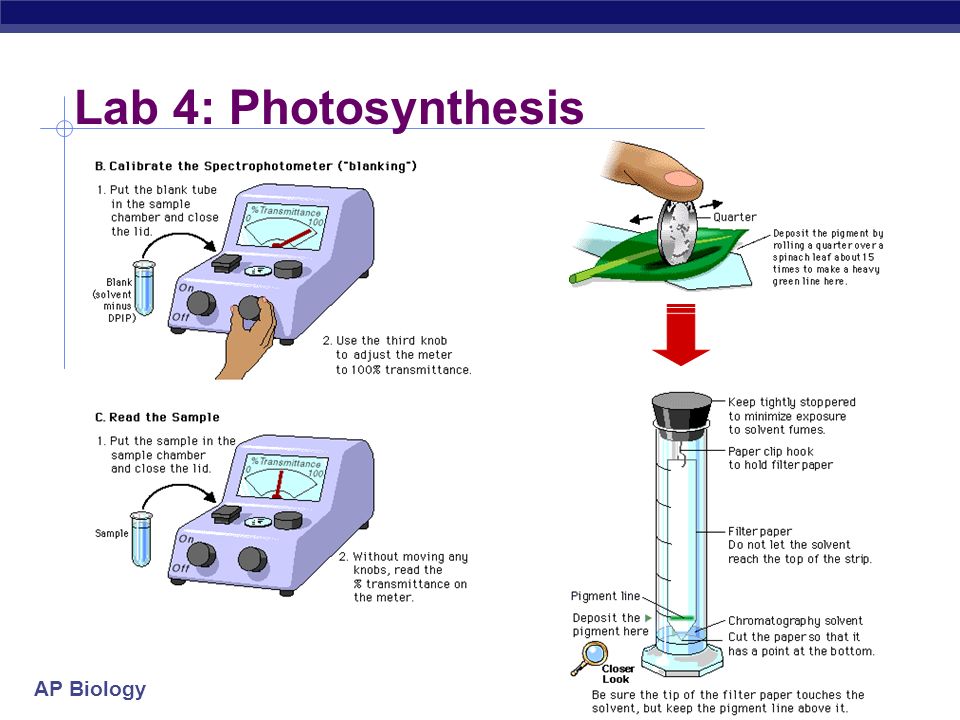 ap biology essay 2004 b ap biology essay 2004 b
