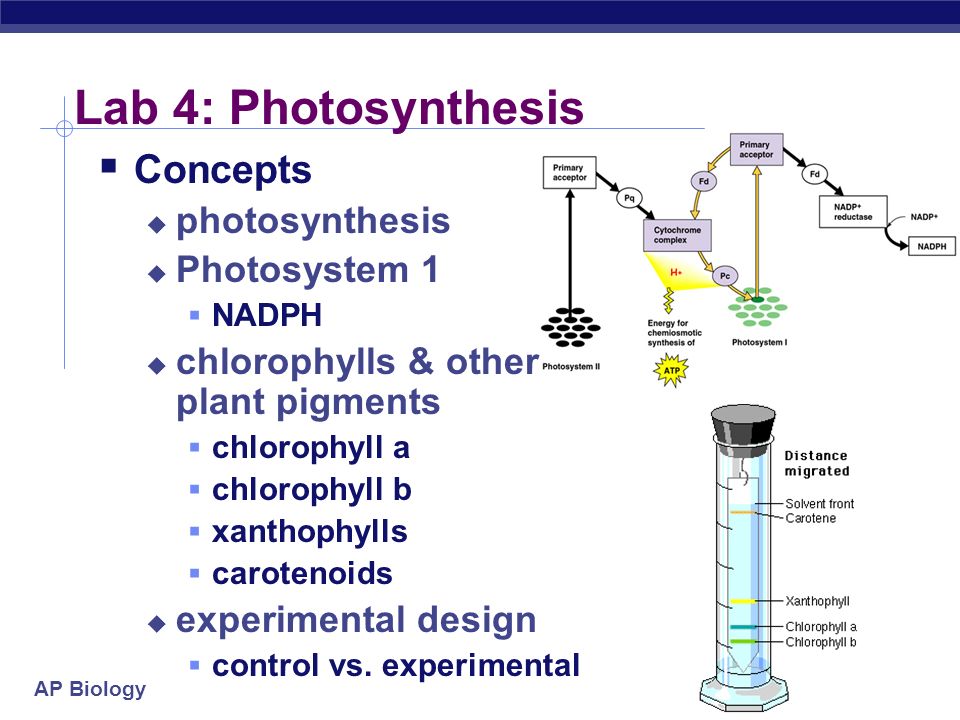 ap biology essay 2004 b ap biology essay 2004 b