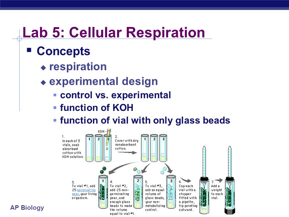 Ap biology lab 5 cellular respiration   
