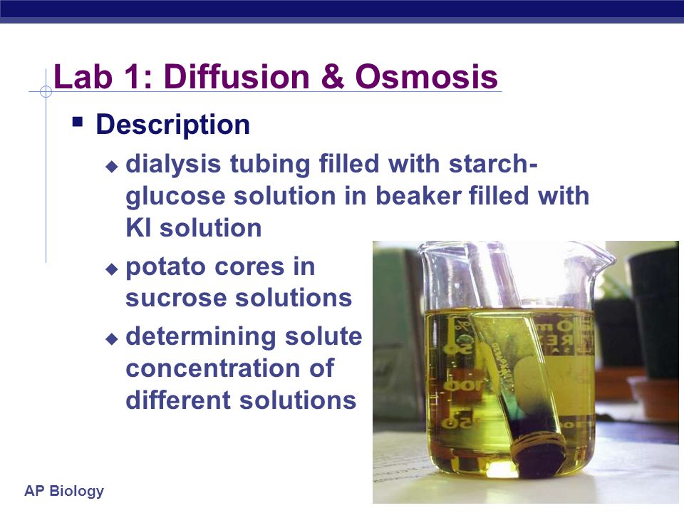 sordaria lab essay sordaria lab essay