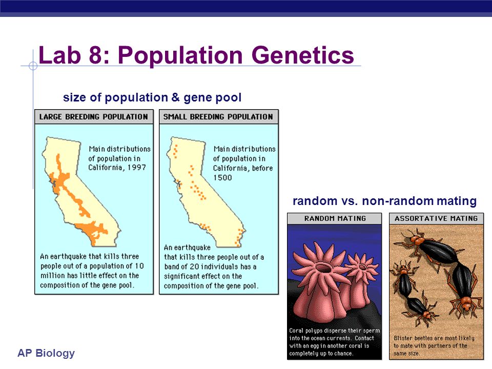 ap biology essays genetics ap biology essays genetics