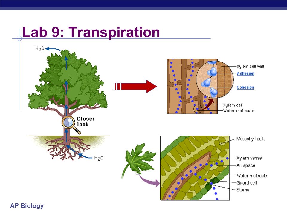 ap biology lab essays ap biology lab essays