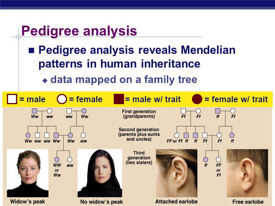 Printables Genetic Disorders Worksheet human genetic disorders worksheet davezan vintagegrn