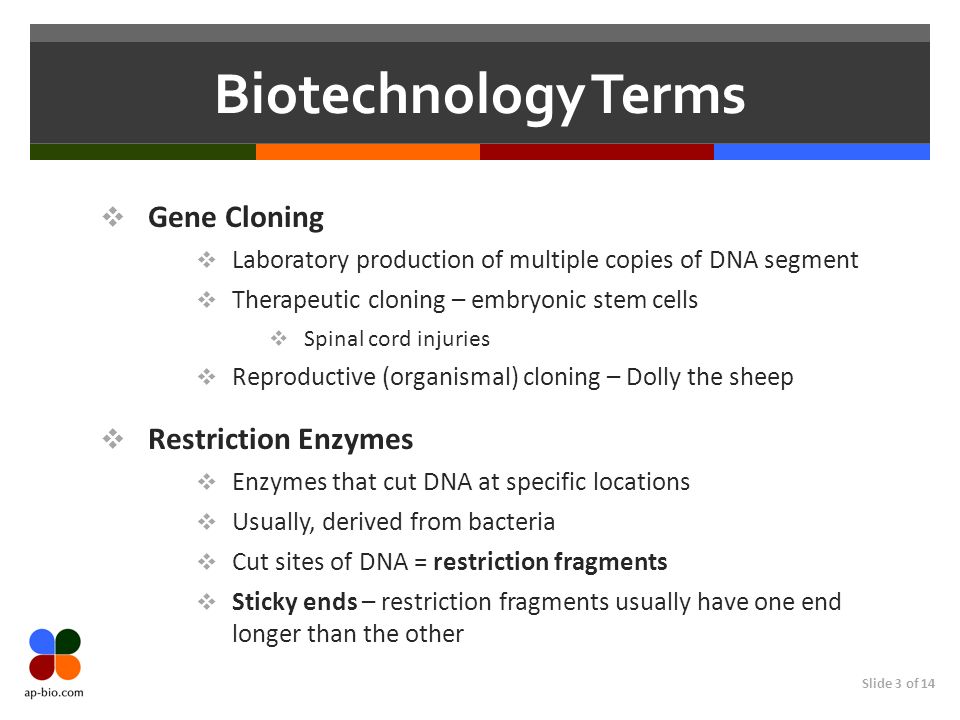 Slide 3 of 14 Biotechnology Terms Gene Cloning Laboratory production of multiple copies of DNA segment Therapeutic cloning – embryonic stem cells Spinal cord injuries Reproductive (organismal) cloning – Dolly the sheep Restriction Enzymes Enzymes that cut DNA at specific locations Usually, derived from bacteria Cut sites of DNA = restriction fragments Sticky ends – restriction fragments usually have one end longer than the other