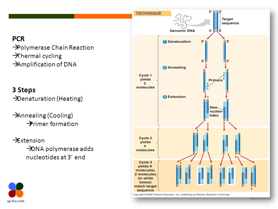 Slide 9 of 14 PCR Polymerase Chain Reaction Thermal cycling Amplification of DNA 3 Steps Denaturation (Heating) Annealing (Cooling) Primer formation Extension DNA polymerase adds nucleotides at 3 end