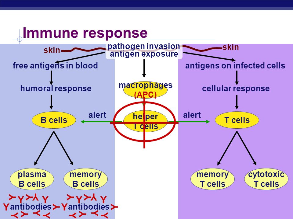 ap bio essay immune system ap bio essay immune system