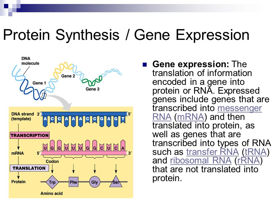 gene expression noise essay gene expression noise essay