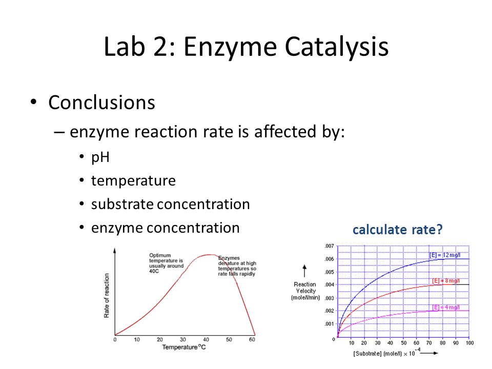 Enzyme catalysis lab essay