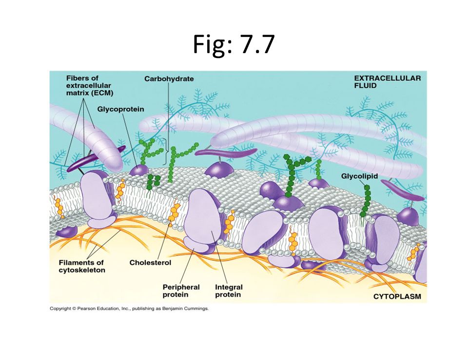 ap biology cell respiration essay ap biology cell respiration essay