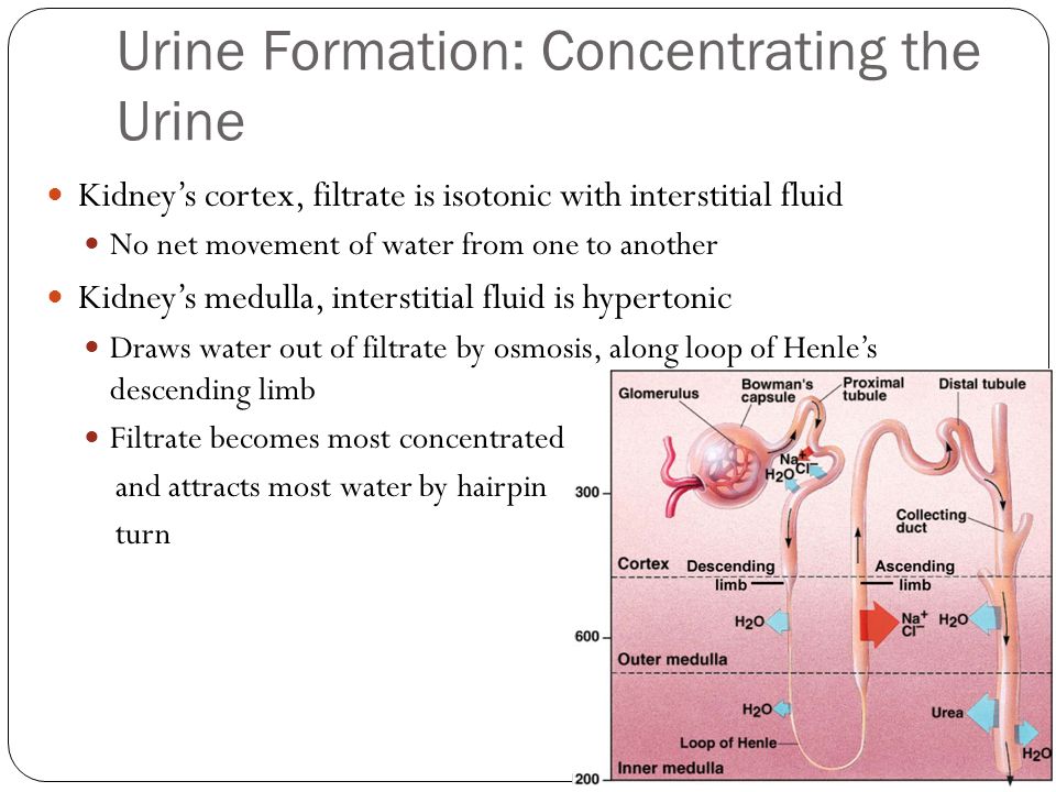 urine formation essay Physiology of the kidneys -bound molecules thatdiagram showing the basic physiologic mechanisms of the kidney and the three steps involved in urine formation. urine formation essay Physiology of the kidneys -bound molecules thatdiagram showing the basic physiologic mechanisms of the kidney and the three steps involved in urine formation.
