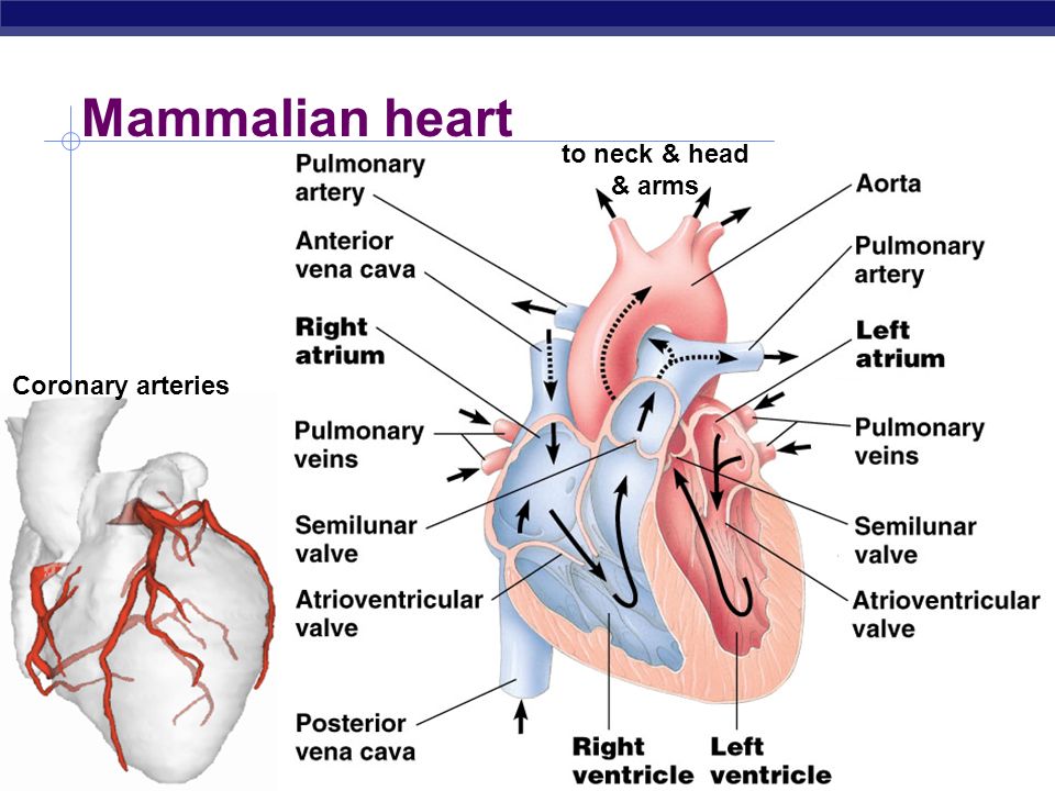 circulatory system essay questions The free biology research paper (cardiovascular system (good a paper) essay) the cardiovascular system, also known as the circulatory system, refers to the. circulatory system essay questions The free biology research paper (cardiovascular system (good a paper) essay) the cardiovascular system, also known as the circulatory system, refers to the.