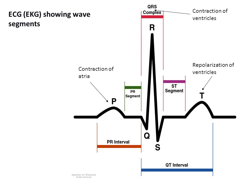 ecg electrocardiogram ecg electrocardiogram