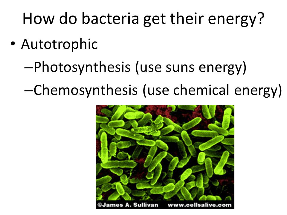 chemosynthesis organisms do chemosynthesis organisms do