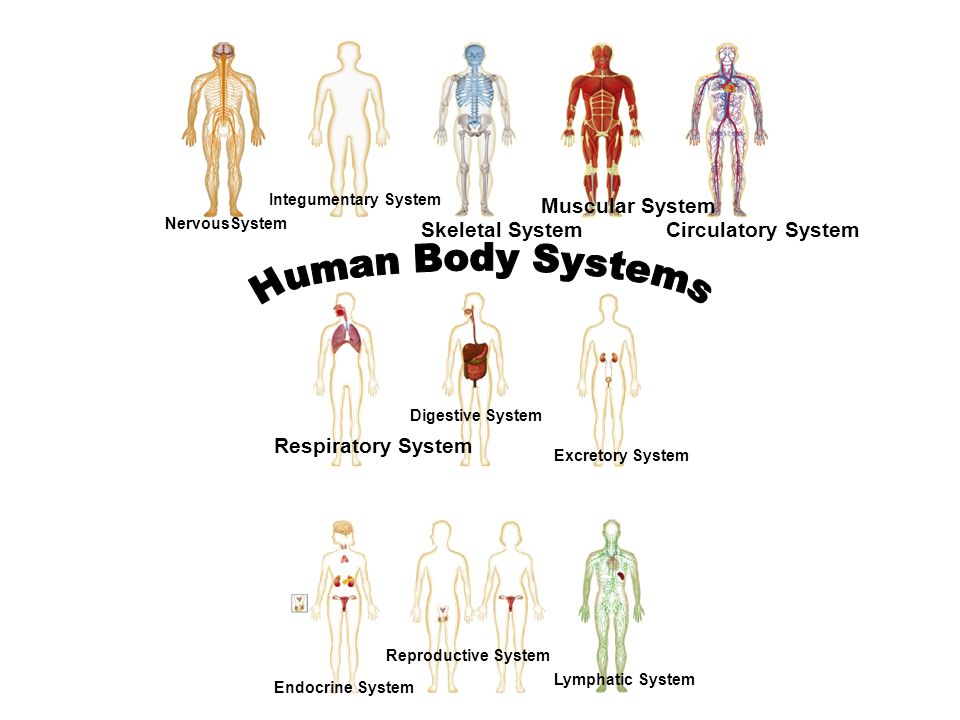 Skeletal And Muscular System Essay