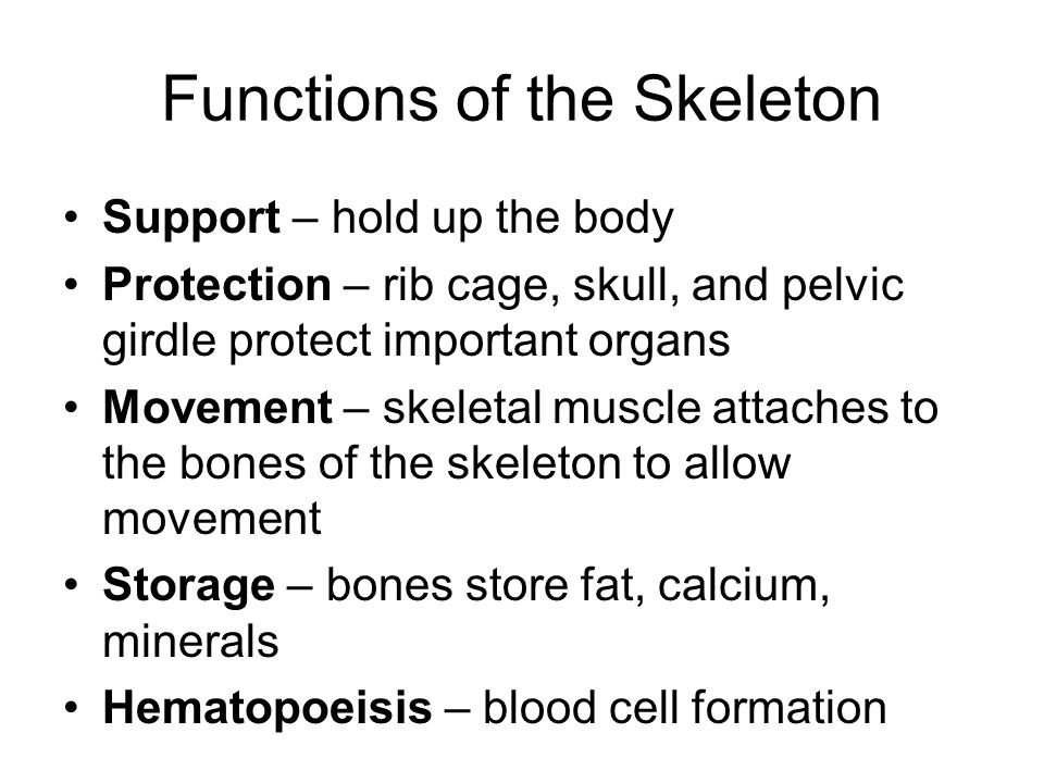 Muscular System Essay