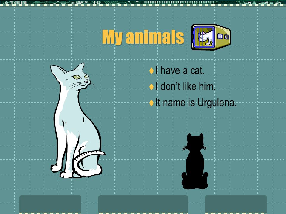 My animals I have a cat. I dont like him. It name is Urgulena.