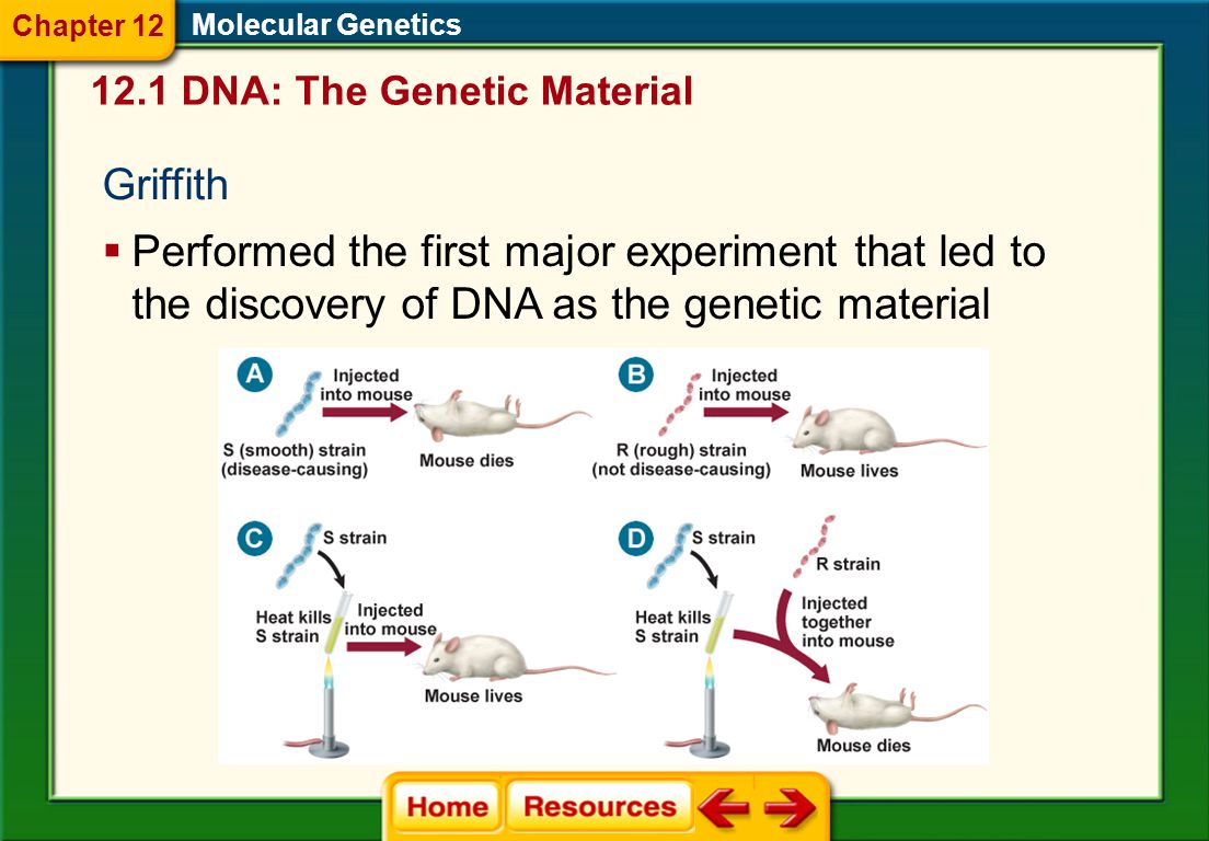 Genetics Essay