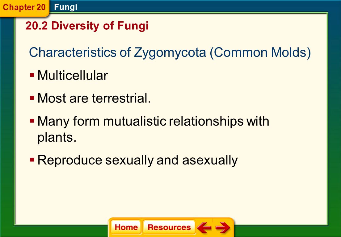 Chytridiomycota+Characteristics 14 Characteristics of Chytridiomycota (Chytrids) Unicellular Fungi ...
