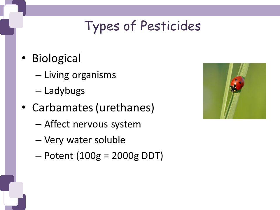 Types of Pesticides Biological – Living organisms – Ladybugs Carbamates (urethanes) – Affect nervous system – Very water soluble – Potent (100g = 2000g DDT)