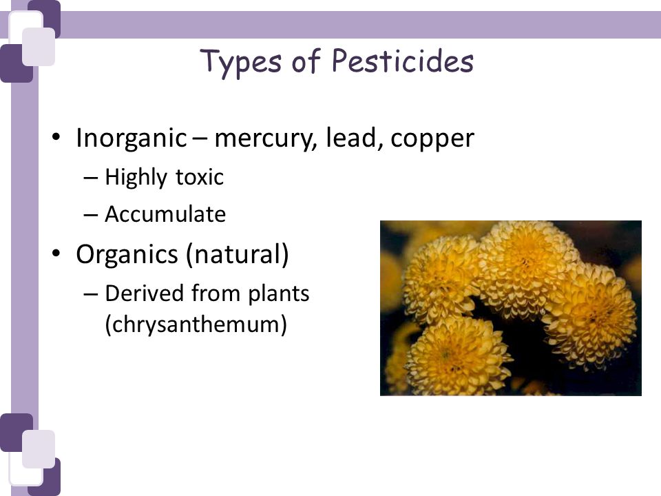 Types of Pesticides Inorganic – mercury, lead, copper – Highly toxic – Accumulate Organics (natural) – Derived from plants (chrysanthemum)