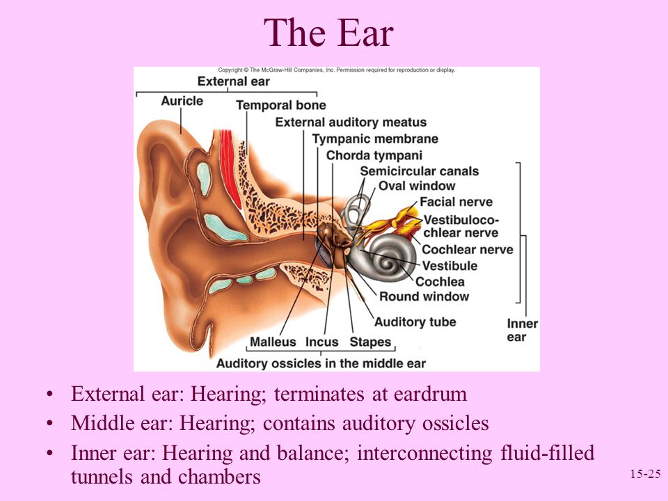 Worksheets The Ear Hearing And Balance Worksheet Answers the ear hearing and balance worksheet answers rupsucks printables worksheets for
