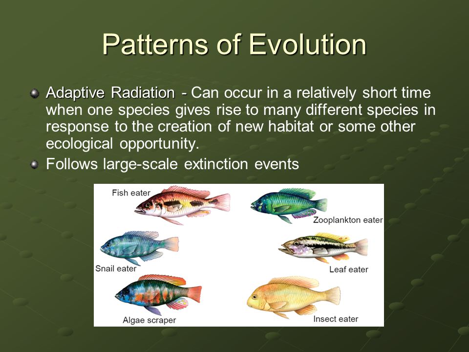 adaptive radiation Abstract: adaptive radiation refers to diversification from an ancestral species that produces descendants adapted to use a great variety of distinct ecological niches. adaptive radiation Abstract: adaptive radiation refers to diversification from an ancestral species that produces descendants adapted to use a great variety of distinct ecological niches.