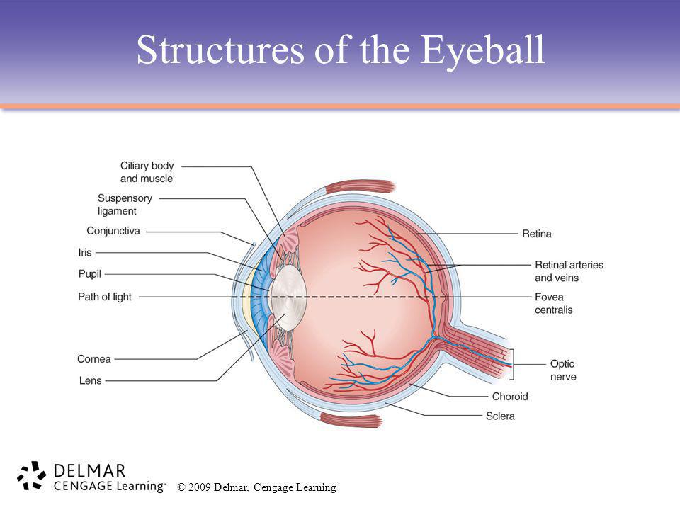 Worksheets Special Senses Worksheet special senses worksheet answer key intrepidpath 2009 delmar cene learning chapter 11 the eyes