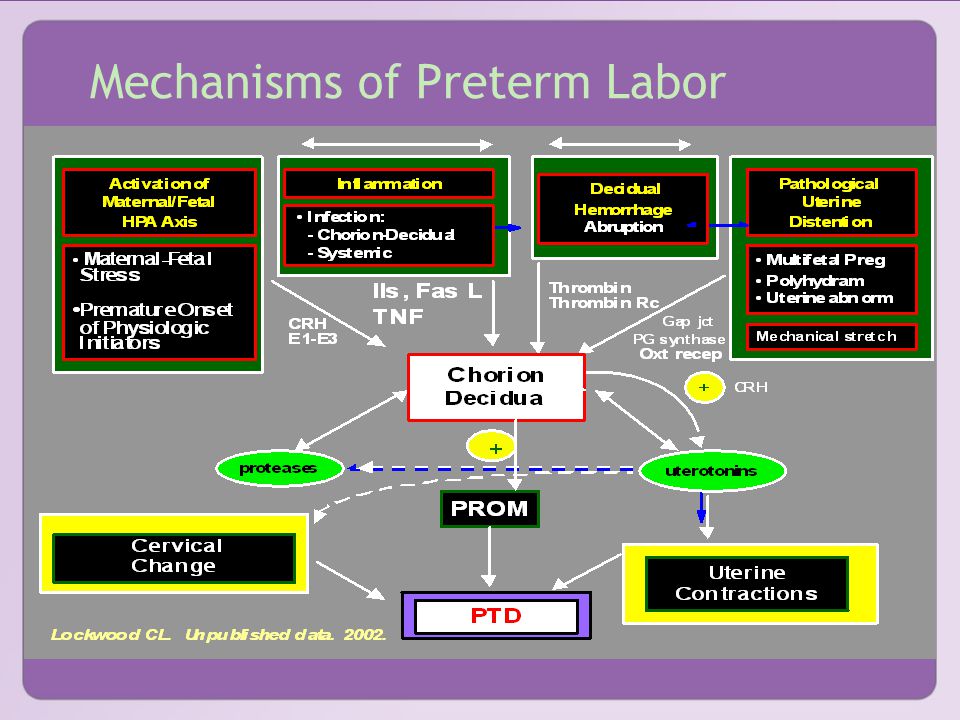 © 2004, March of Dimes Mechanisms of Preterm Labor